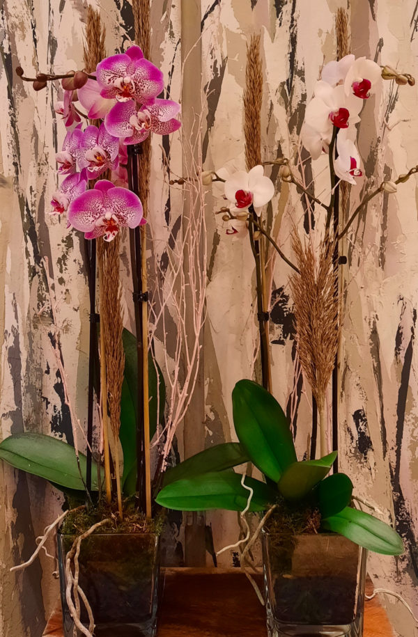 Fleuriste-Decorateur-Cabourg-Orchidee-Phalaenopsis-avec-vase-en-verre-et-decoration