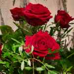 Roses rouges décoration
