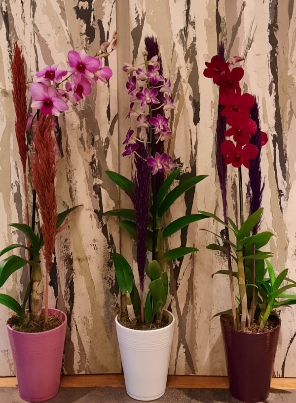 orchidee-aromes-et-sens Orchidée
